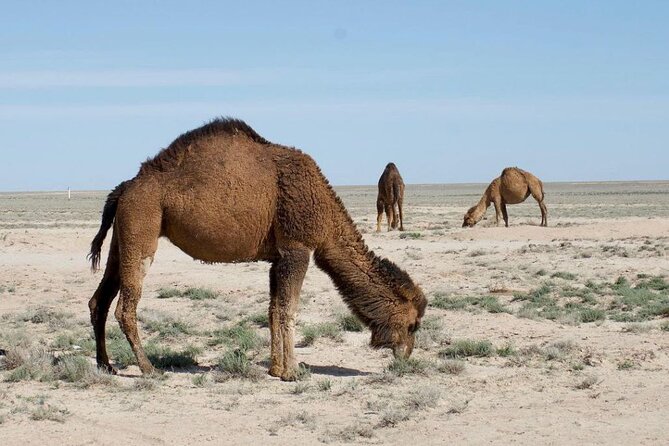 2 Days Private Tour To Aral Sea from Nukus. - Moynak and the ship cemetery