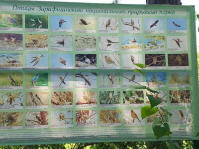 Bird Watching Tours in Samarkand