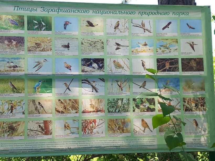 Bird Watching Tours in Samarkand - The Oqdarya and Ishtixan Water Area