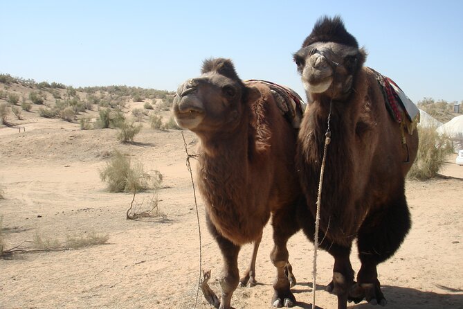 Desert Yurt Camp tour - 2 days (shared) - Aydarkul: birds, water, and an optional camel ride