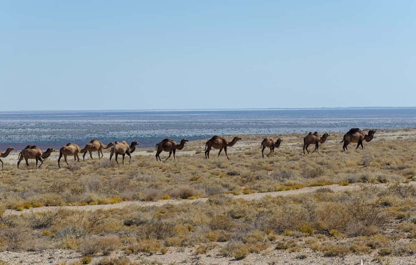 From Khiva To Aral Sea 2-Days One Night In Yurt Stay - Why this Aral Sea trip is worth your time