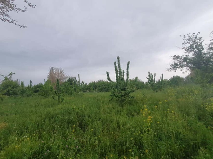 Samarkand: Village Tour with Plov Cooking Class & Home Visit - Walking through houses, fields, and village life