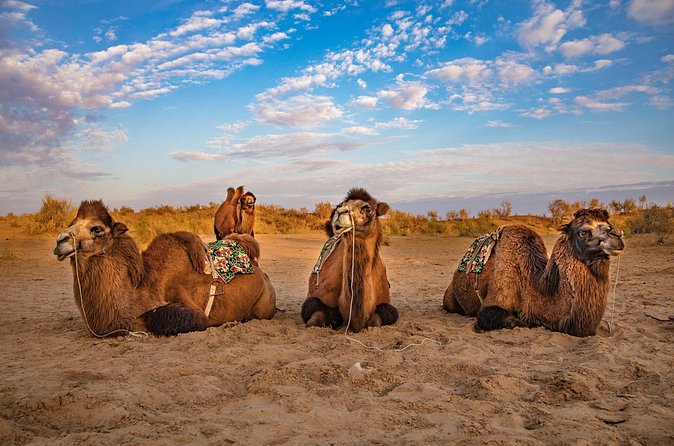 Transfer from Khiva to Bukhara by Fortresses - Who will enjoy this transfer most?